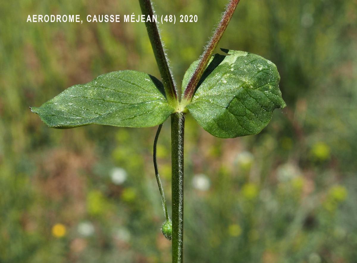 Chickweed, Wayside leaf